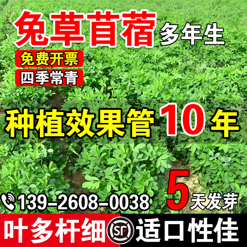 兔草苜蓿蛋白草籽猪牛羊兔鸡鸭鹅鱼多年生四季高产牧草种子,鲜花速递/花卉仿真/绿植园艺,家庭园艺种子,淘宝优惠券,粉丝福利购,淘宝优惠卷