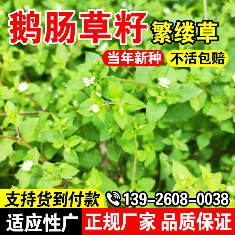 鹅肠草籽名繁缕种子防草种子