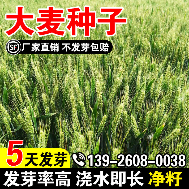 大麦种子带壳皮做麦芽糖大麦茶原料种子发芽苗榨汁可酿酒