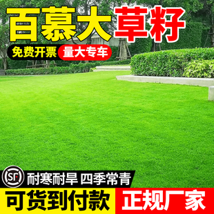 百慕大草籽庭院别墅小区绿化四季常青低矮耐踩耐寒耐旱绿化草种子
