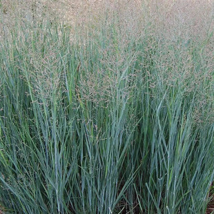 进口美国花种子 柳枝稷‘阿拉莫’ 暖季多年生禾草 公斤 包邮