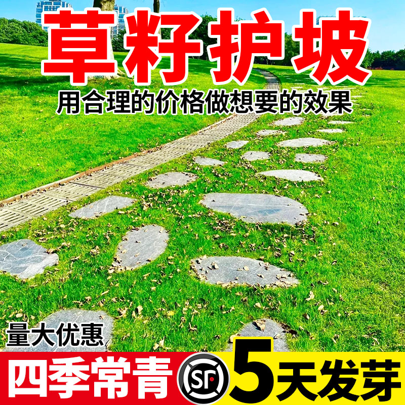 草籽护坡四季常青免修剪耐践踏民宿露营小区草籽植物绿化包邮