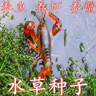 鱼塘水草种子苦草水花生伊乐藻轮叶黑藻种子小龙虾鱼蟹养殖水草籽