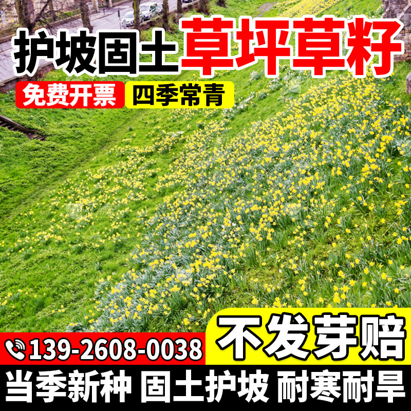 固土护坡草坪草籽四季常青剪踏民宿露营草籽绿化植物包邮多年生