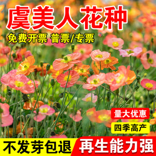 虞美人花种四季多年生耐寒混色冰岛虞美人种子阳台盆栽室外花种籽