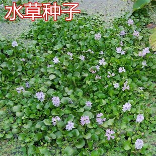 鱼塘水花生藻苦草小龙虾四季净用种籽伊乐养殖水草水草鱼蟹种子