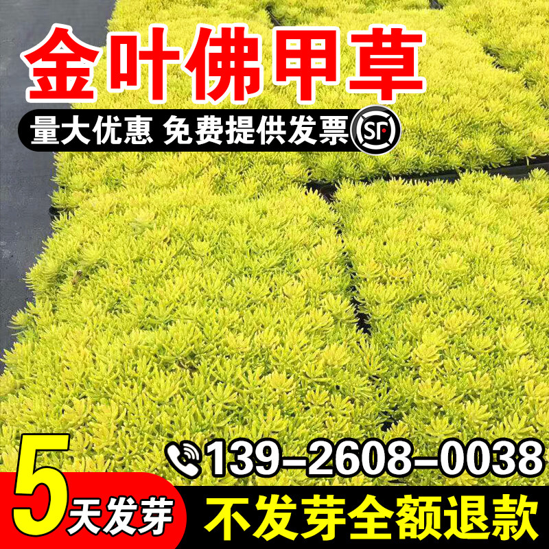 金叶佛甲草皮种植盘常绿绿植