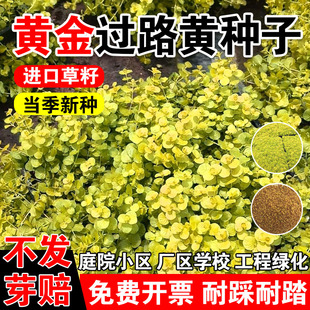 黄金过路黄种子常绿观叶植物佛甲草种子黄金串吊兰中华景天种子