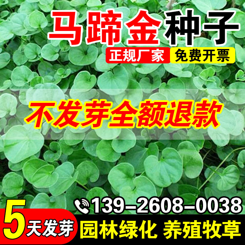 马蹄金种子小铜钱草金钱草种籽