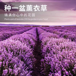薰衣草种子孑花种耐寒北方东北四季种易活开花花籽驱蚊草阳台植物
