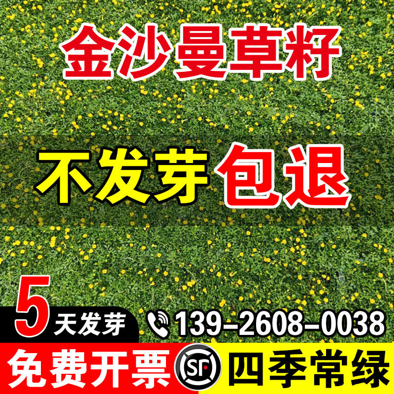 金沙曼黄金草阳台庭院花园工程耐晒耐花镜植物盆栽地被植物