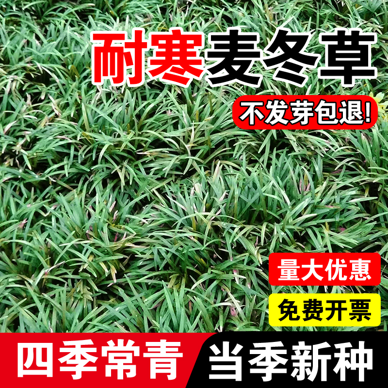 耐寒麦冬草四季常青玉龙草种籽