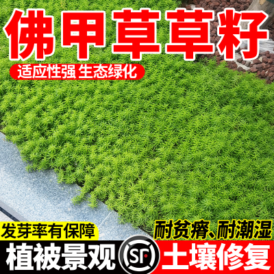 佛甲草金叶佛甲草皮种植盘批发常绿绿植别墅屋顶佛甲草籽