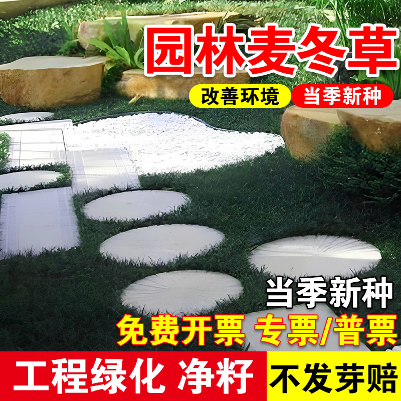 园林麦冬草四季常青玉龙草