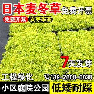 佛甲草佛甲草草籽草坪种子耐热耐寒四季种籽楼顶屋顶绿化