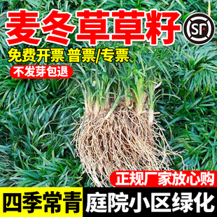 麦冬草草籽日本玉龙草种子四季青矮生细叶宽叶金边绿化庭院种籽孑