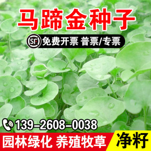 马蹄金种子耐贫瘠多年生牧草四季常青护坡固土草坪草籽铜钱草种籽