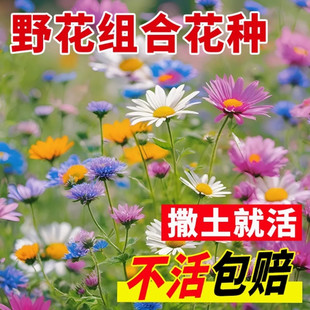 适合冬天种的花籽野花组合易种活花种籽子四季开花庭院室外种子