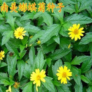三叶蟛蜞菊种子南美黄花墨菜黄花龙舌草田黄菊花卉盆栽绿植草花籽