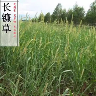 长镰草种子籽响铃草种子墓地草坪种子耐旱耐贫瘠四季青草籽坟头草