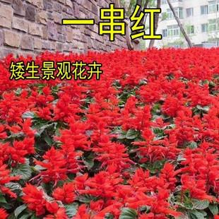 矮杆一串红种子 高杆一串红花草籽工程园林绿化草花种子一串蓝籽