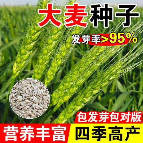 大麦种子菜种子大麦若叶青汁榨汁大麦苗优质大麦草四季播猫草