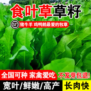 食叶草草籽多年生耐贫瘠高产牧草种籽家禽喜食畜牧养殖高蛋白草籽