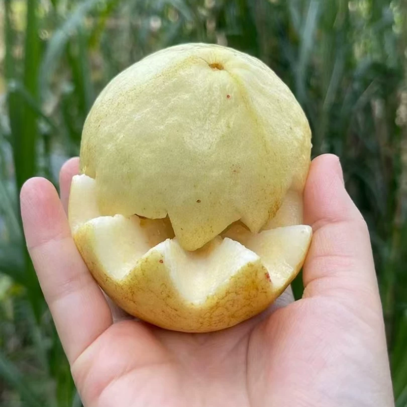 漳州平和树熟黄金芭乐软芭乐软糯香甜口番石榴,水产肉类/新鲜蔬果/熟食,番石榴/芭乐,淘宝优惠券,粉丝福利购,淘宝优惠卷