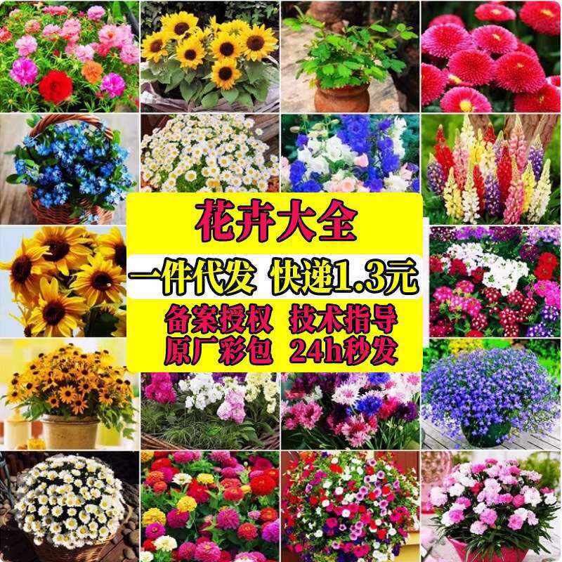 太阳花翠菊各种花卉种子大全蔷薇碗莲满天星薰衣草向日葵阳台花盆