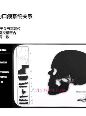 头模颞下颌关节紊乱口颌系统异常演示板TMJ颌垫修复牙科肌肉牙齿