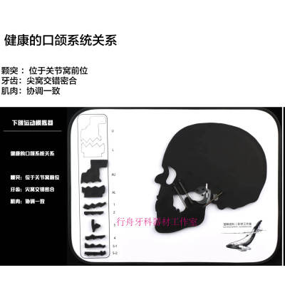 头模颞下颌关节紊乱口颌系统异常演示板TMJ颌垫修复牙科肌肉牙齿