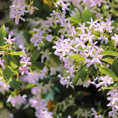 粉色风车茉莉庭院阳台爬藤花卉