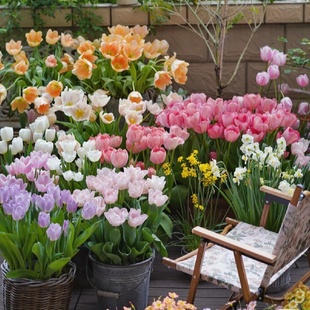 进口郁金香大苗盆栽 耐寒植物庭院阳台花卉好养颜色丰富靓丽花镜