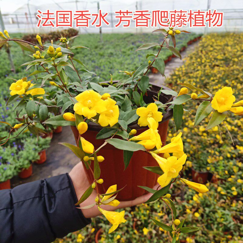 爬藤芳香花卉植物法国香水茉莉花盆栽花香浓郁耐寒耐热包邮