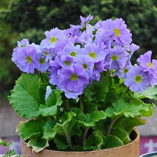 四季樱草 彩云报春带花冬春耐寒花卉室内阳台植物花期长好养