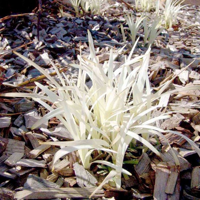 英国山麦冬 纯金啤酒 常绿彩叶耐寒 好养多年生花境盆栽