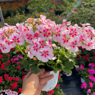 天竺葵盆栽洋绣球花期长绿植花卉天使之眼庭院阳台植物带花发货