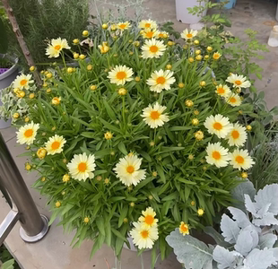 金鸡菊小闹钟 矮生金鸡菊室内阳台庭院花卉花期长耐热好养多年生