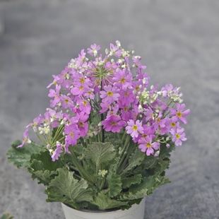 四季樱草 彩云报春带花冬春耐寒花卉室内阳台植物花期长好养