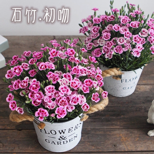 石竹初吻盆栽石竹盆栽康乃馨耐寒多年生花期长庭院阳台盆栽包邮