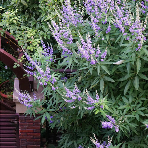 穗花牡荆多年生灌木夏季观花