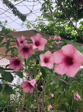 紫蝉盆栽 紫婵黄婵 室内阳台庭院花卉 多年生木本植物耐热耐寒