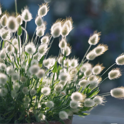 兔尾草盆栽四季好养观赏草植物