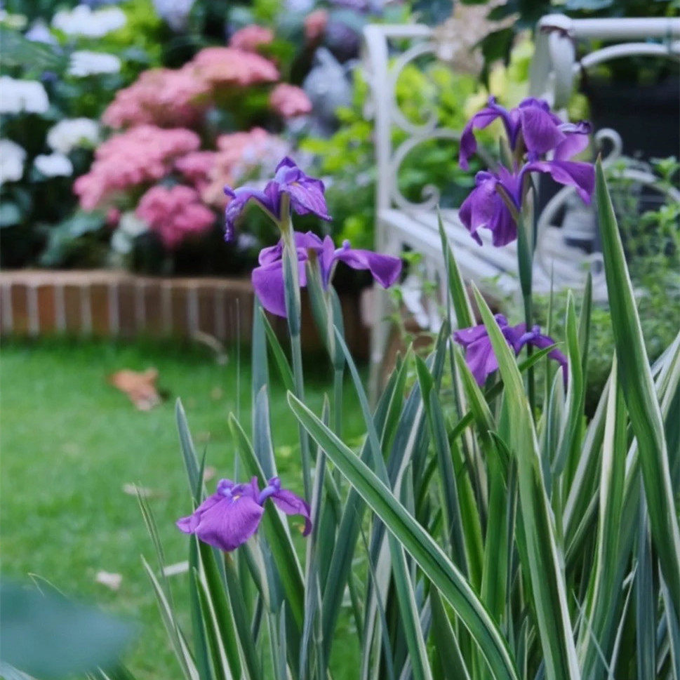 花叶玉蝉盆栽 花镜耐热耐寒植物 花叶菖蒲多年生宿根花卉庭院种植