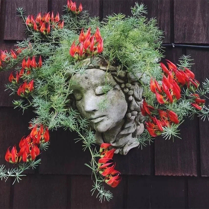 鹦鹉嘴盆栽 百脉根常绿观花卉叶垂吊兰耐热阳台室内庭院盆栽