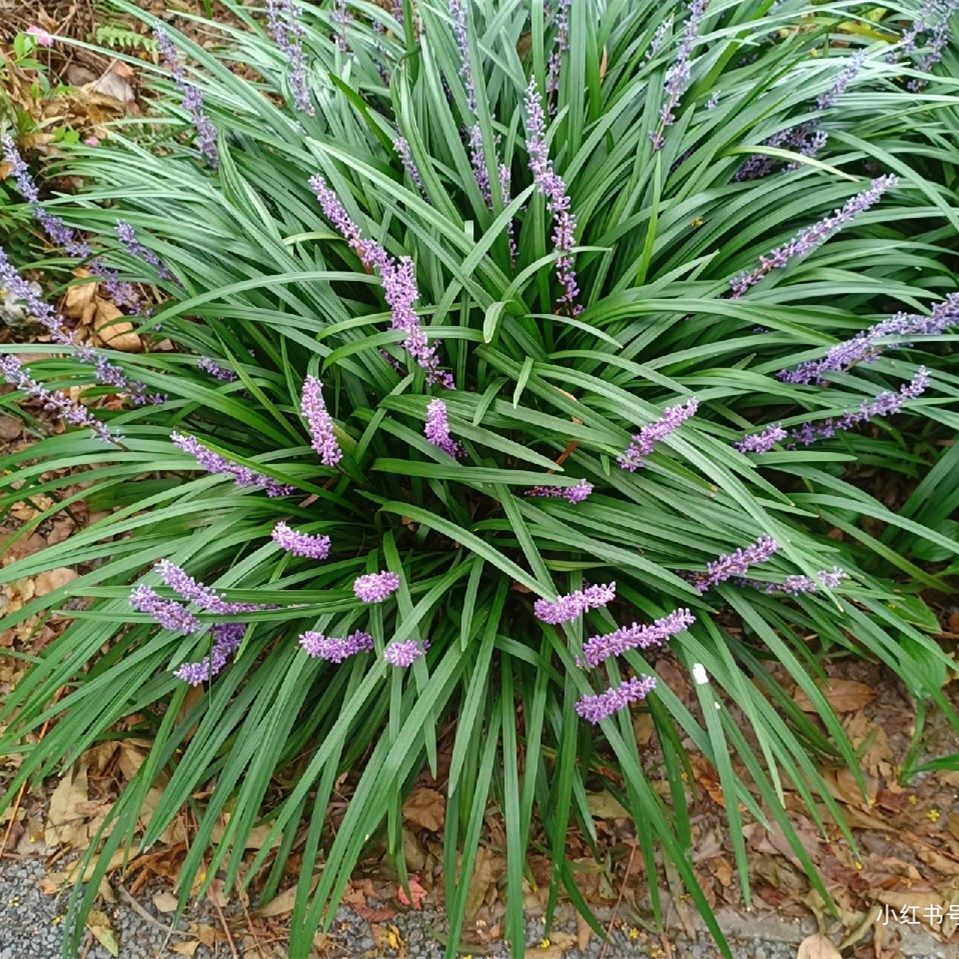 兰花三七盆栽 大苗 庭院花园室外地被植物 耐热耐寒多年生好养