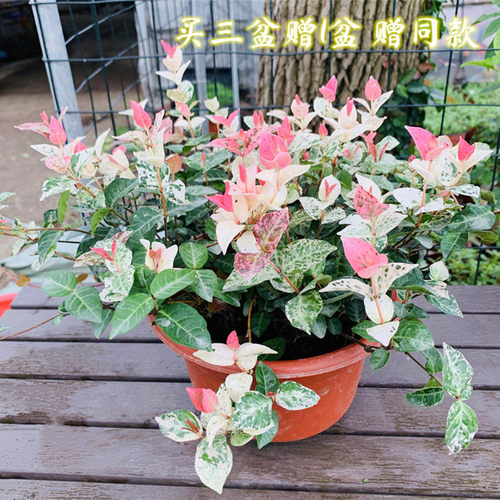 黄金络石 花叶络石盆栽 吊兰四季垂吊耐热耐寒庭院绿植花卉包邮 - 封面