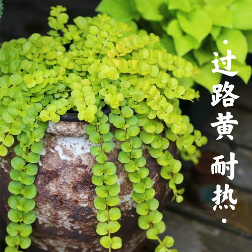 地被植物金色过路黄耐寒好养
