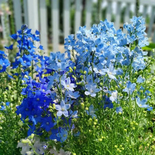 细叶飞燕草盆栽 小花飞燕 庭院阳台户外地栽花镜植物 好养