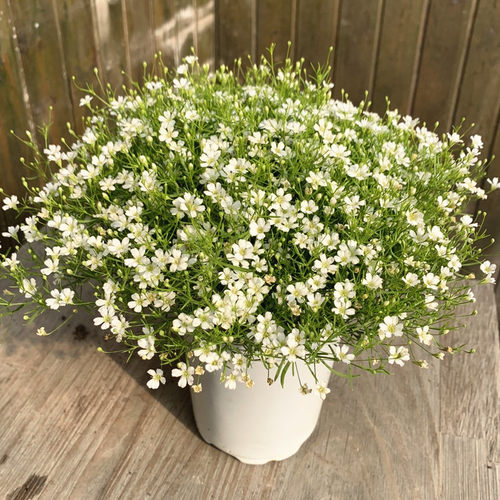 吉普赛满天星盆栽耐寒阳台